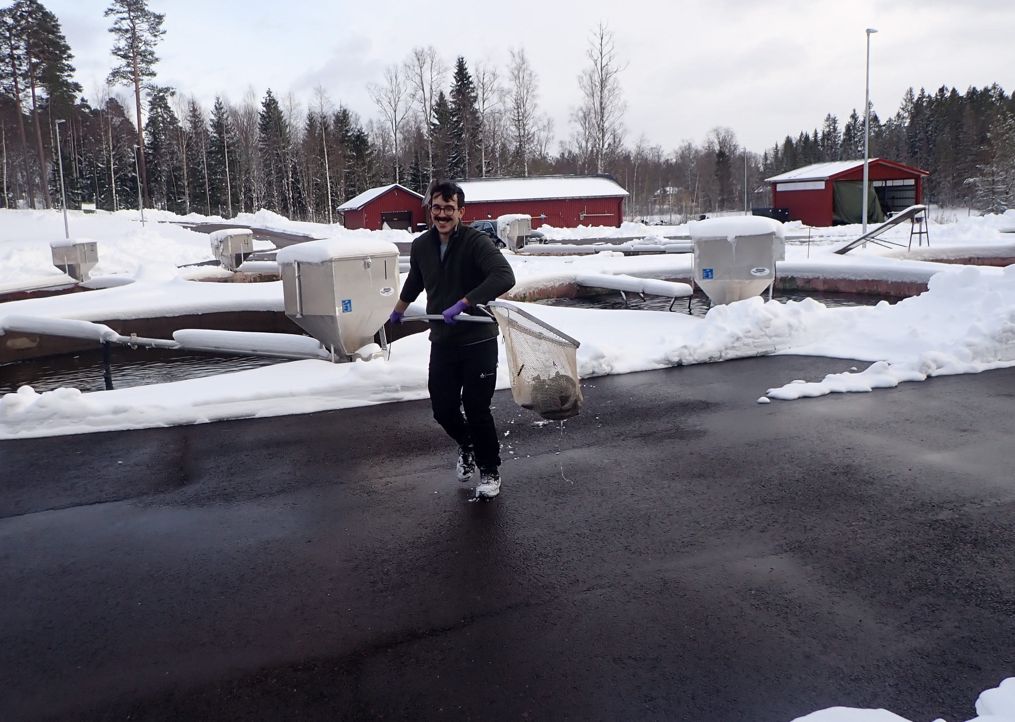 Dr Marcus Michelangeli moving fish between storage ponds before they got cocaine releasing-implants